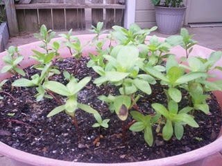 Zinnia from seed
