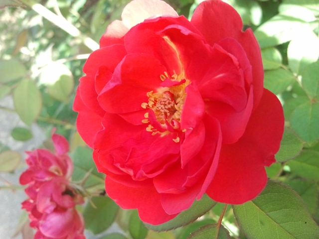 Benjamin Britten - David Austin English Roses