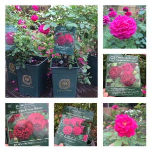 Some of the new David Austin Roses we've added this year:  Darcy Bussell, Gentle Hermione, Crown Princess Margareta,  Munstead Wood and more....